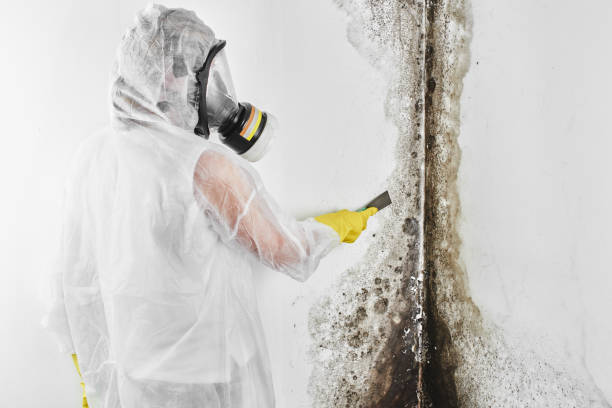 Best Industrial Mold Remediation in Sylvan Lake, MI