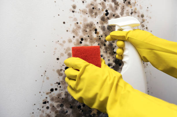 Best Localized Mold Remediation (e.g., coastal areas, humid climates) in Sylvan Lake, MI