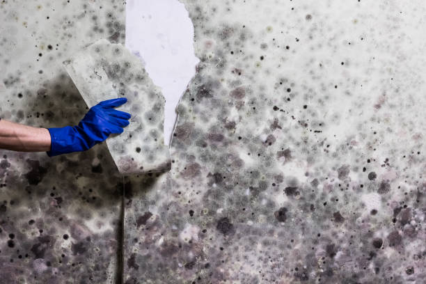 Best Basement Mold Remediation in Sylvan Lake, MI